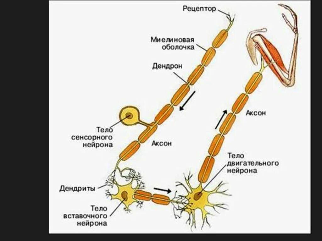 Строение нейрона рецепторы. Строение сенсорного нейрона. Схема строения вставочного нейрона. Строение нервного рецептора.