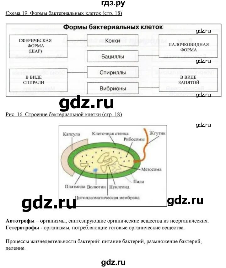 Биология 5 класс рабочая тетрадь стр 89