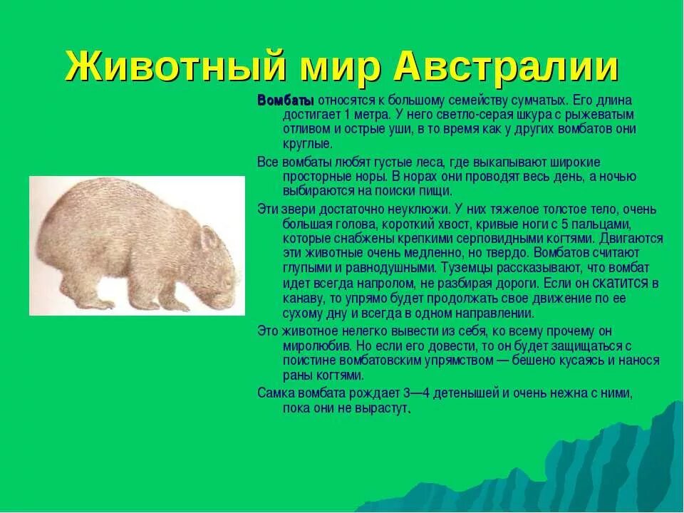 животные австралии сообщение 7 класс. животные австралии презентация. фауна австралии. сумчатые животные вомбат. животные австралии сообщение 7 класс.