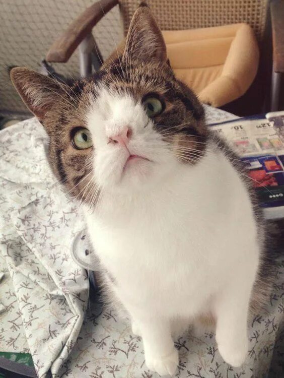 #Животные, #Коты, #аватары, #картинки, #фото, #авы, https://avatarko.ru/kartinka