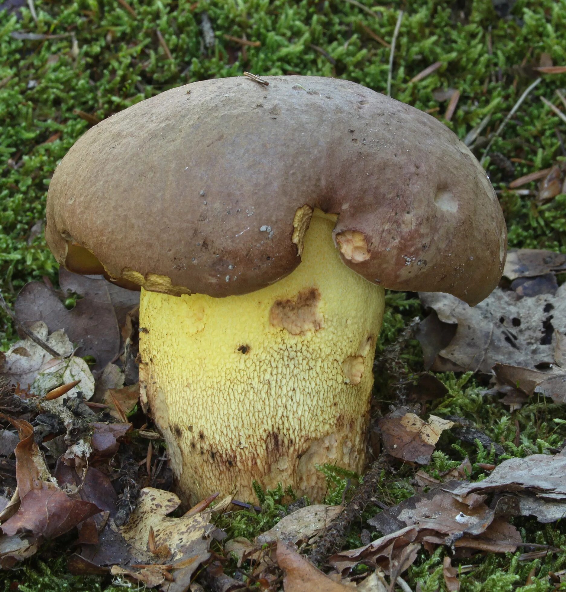 Грибы шляпка желто коричневая. Боровик девичий (Boletus appendiculatus). Болет полубелый гриб Боровик жёлтый. Боровик пластинчатый гриб. Болетинус полоножковый моховик.