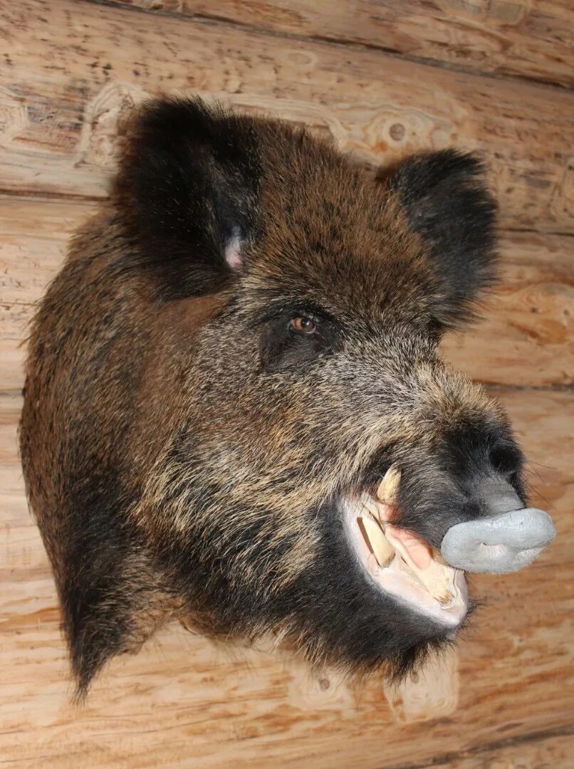 Голова кабана на стену. Таксидермия чучело кабана. Голова кабана чучело. Голова кабана таксидермия. Чучело головы кабана.