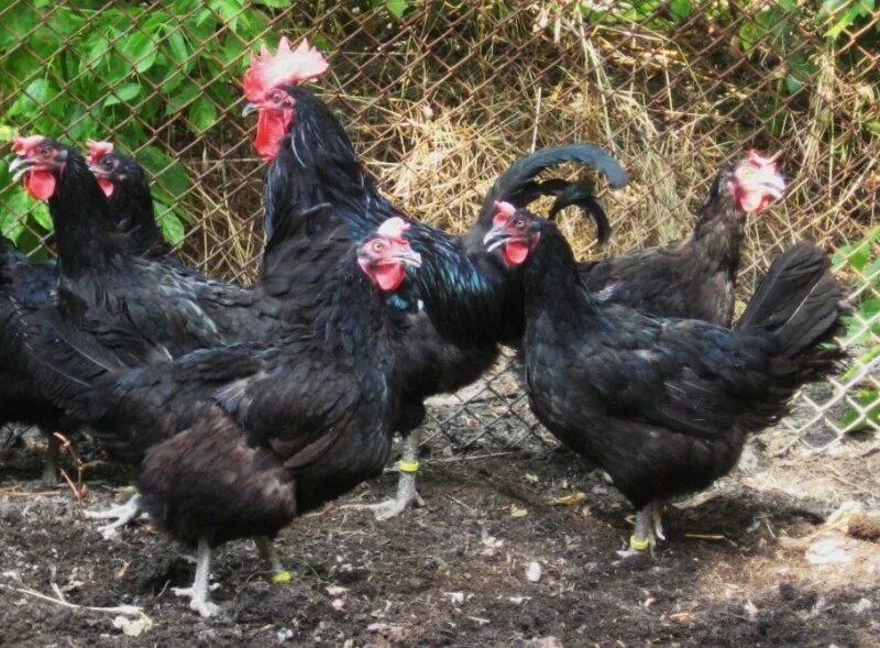 Порода кур род. Род-Айленд порода кур несушек. Цыпленок минорка черная. Курица минорка чёрная. Птенцы минорка.