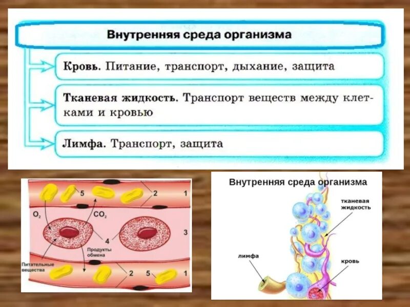 Внутренняя среда кровь лимфа. Внутренняя среда организма схема. Взаимосвязь внутренней среды организма. Внутренняя среда. Транспорт веществ.