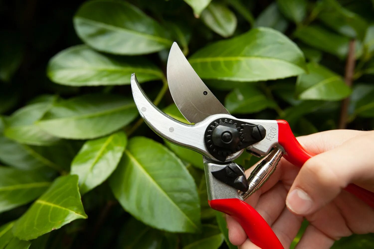 Секатор Felco 2. Секатор (GD-11104). Лезвие для секатора Фелко 2. Секатор Pruner.