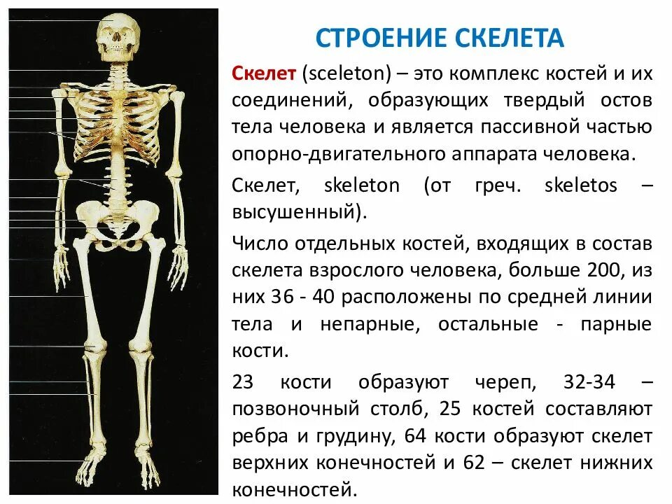 Общий скелет. Скелет строение состав. строение костей человека сзади. кости скелета строение скелета. скелет человека кратко.