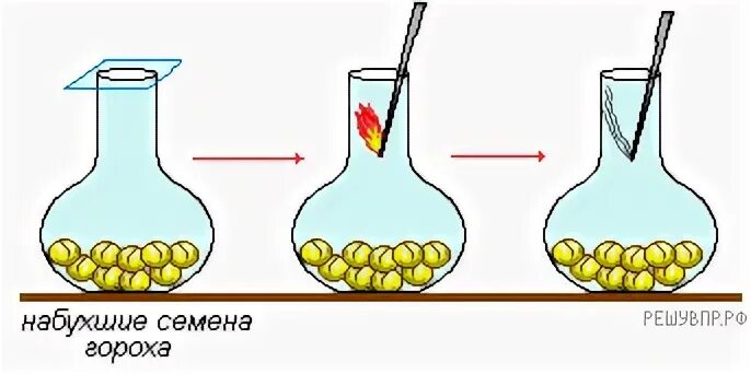 Экспериментатор измельчил семена