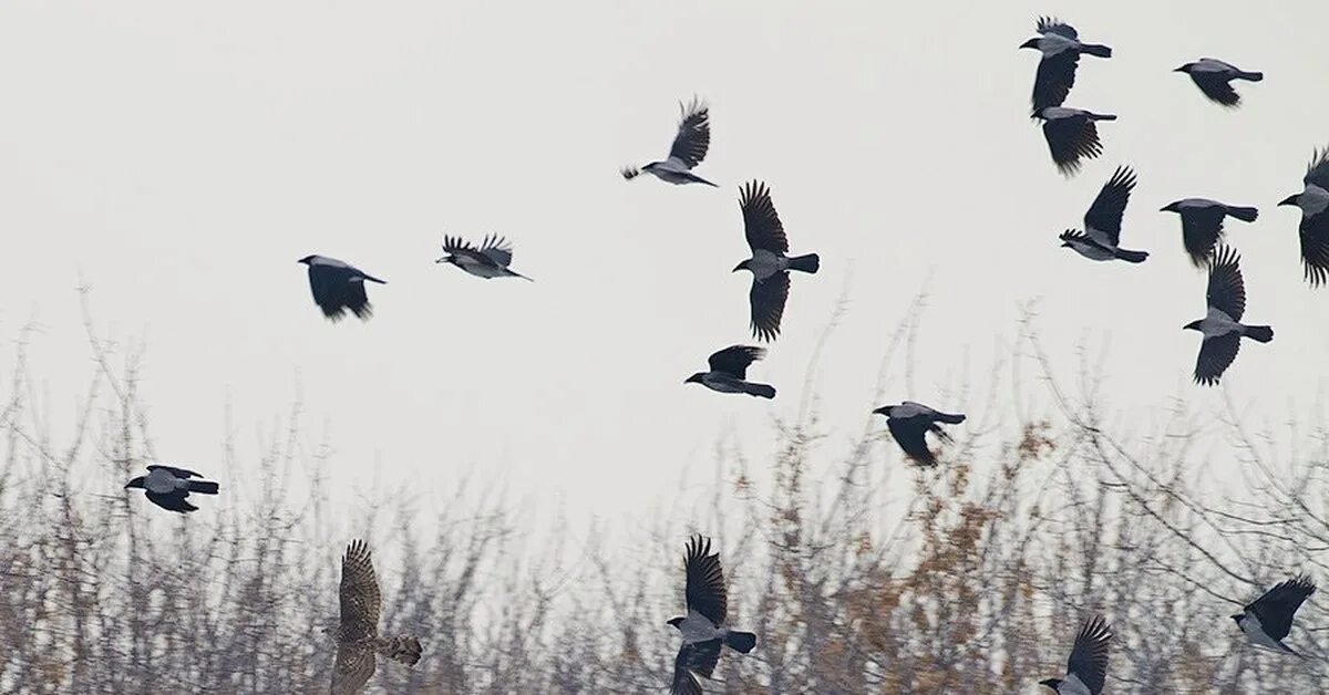 Ястреб - тетеревятник (Accipiter gentilis). Ястреб тетеревятник и ворон. Ястреб-тетеревятник вороны. Вороны в европейской части России.