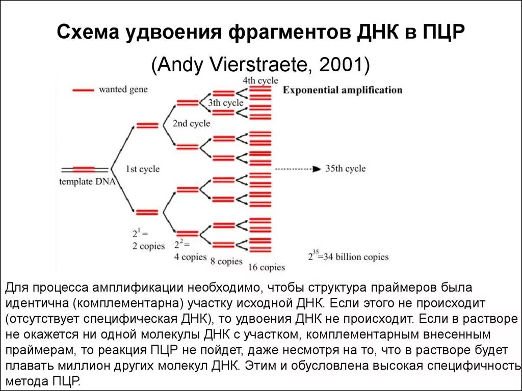 Метод днк идентификации. Амплификация ДНК схема. Этапы ПЦР генетика. Полимеразная цепная реакция ПЦР принцип ПЦР. Метод полимеразной цепной реакции ПЦР.