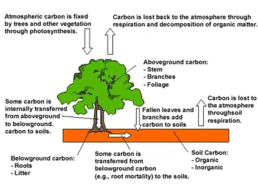 Tree fix