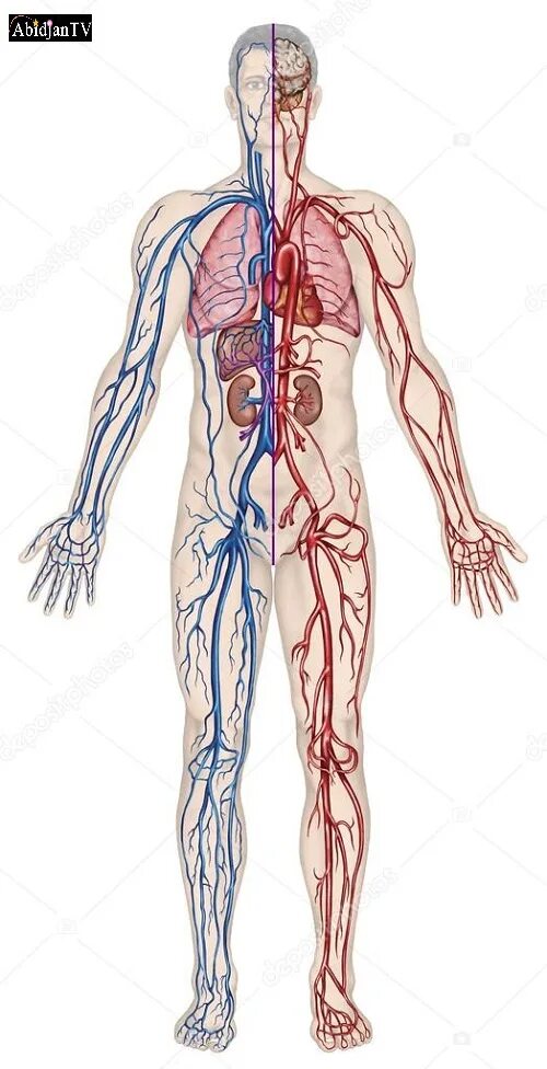 Артерии и вены тела