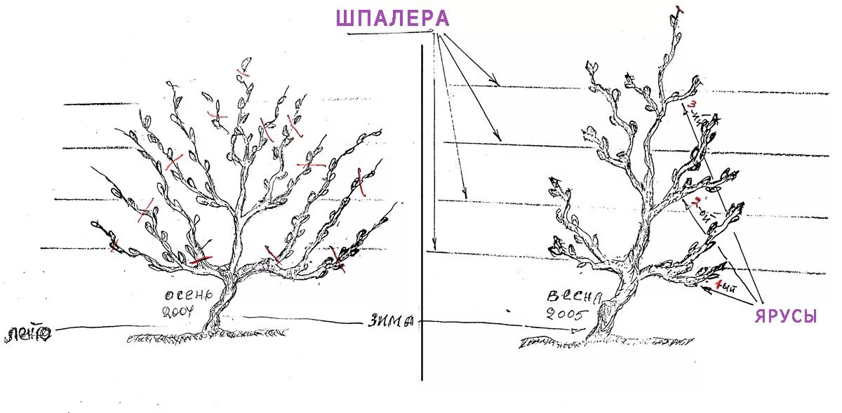 Как правильно формировать лозу