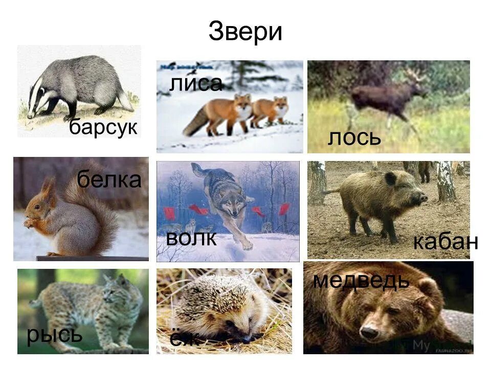 Медведь волк еж. Медведь волк еж