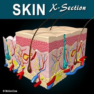 Skin layers 3d