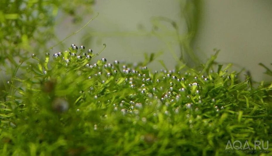 Водоросли поглощают воду