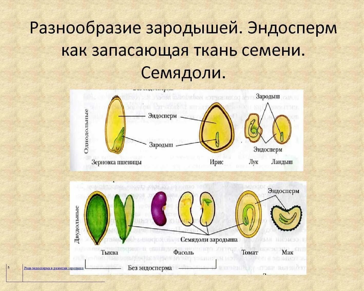 Каким номером на рисунке обозначено однодольное. Эндосперм семядоли зародыш. Эндосперма и семядоли семян. Строение семени покрытосеменных растений. Семя двудольного растения эндосперм.