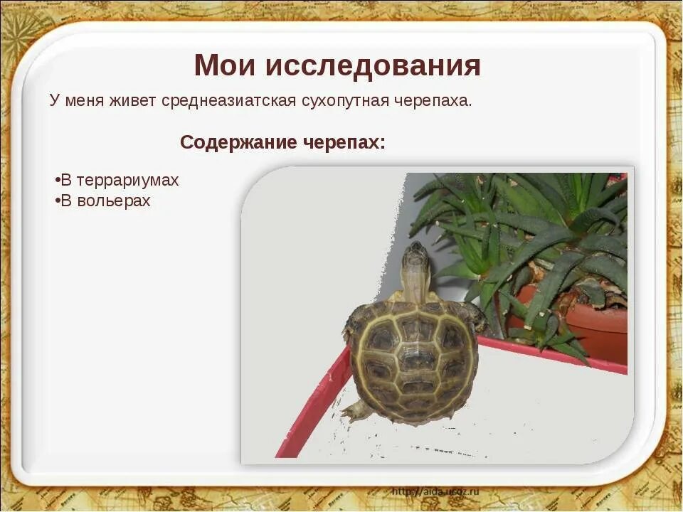Какой овощ всегда с собой черепаха. Сухопутные черепахи ареал обитания. большая сухопутная среднеазиатская черепаха. среднеазиатская черепаха хвост. среднеазиатская черепаха ареал.