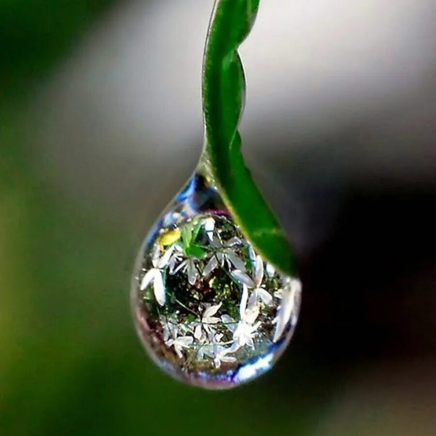 Дерево в капле воды. Капля. Капля росы. Отражение в капле воды. Капля воды на цветке.