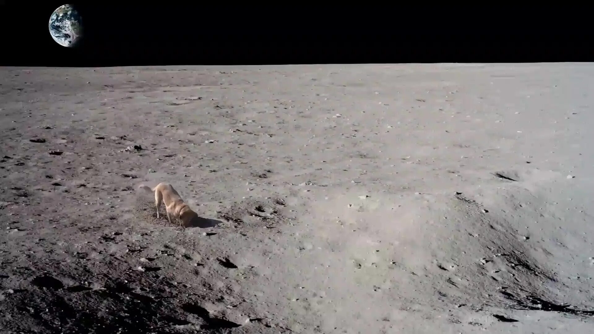 Луна живое существо. Собака Луна. Живая Луна. Щенок на Луне. Собака роет яму на Луне.