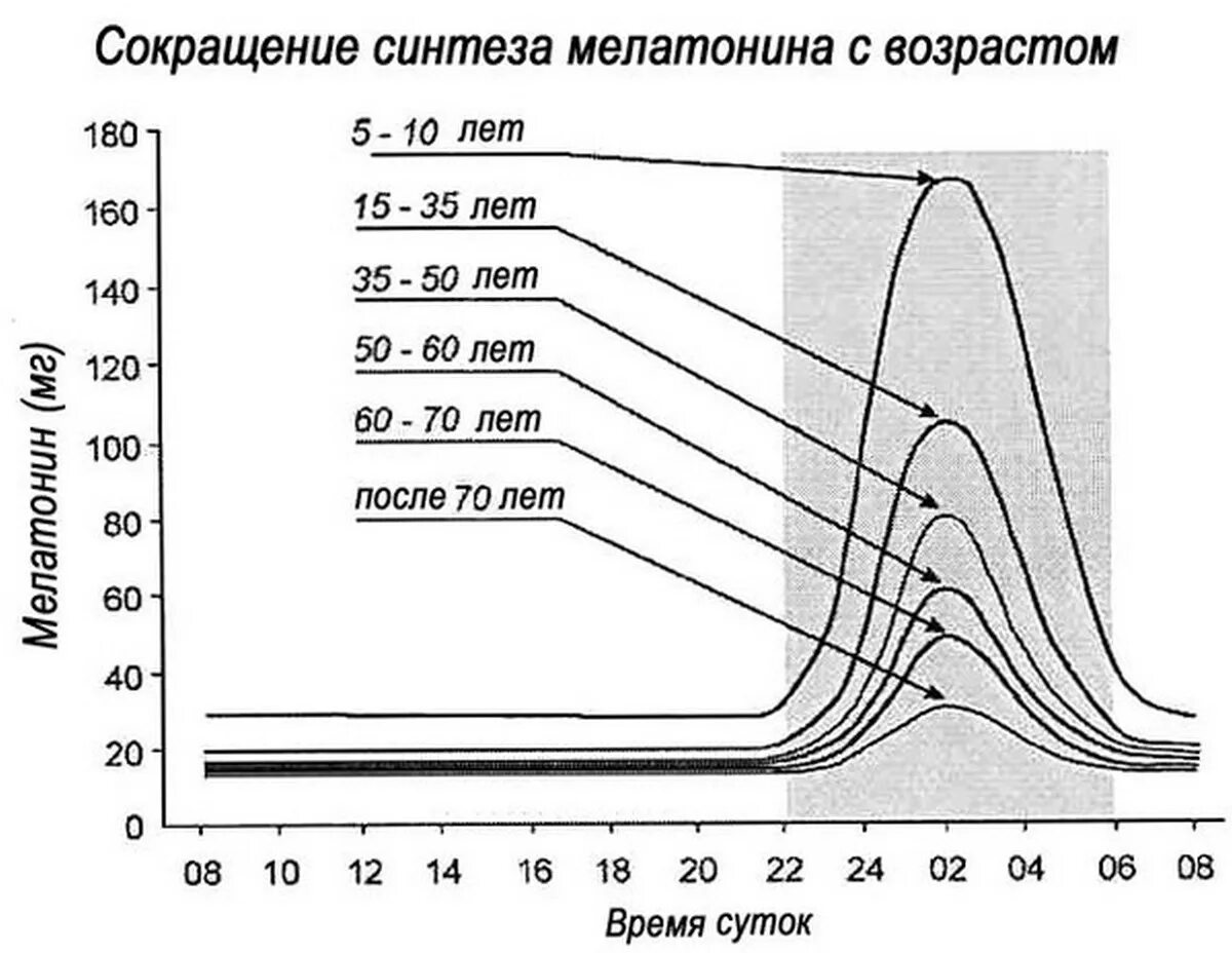 График выработки мелатонина у детей. Мелатонин часы выработки гормона. Мелатонин график выработки. График выработки мелатонина в течение суток. Почему с возрастом снижается