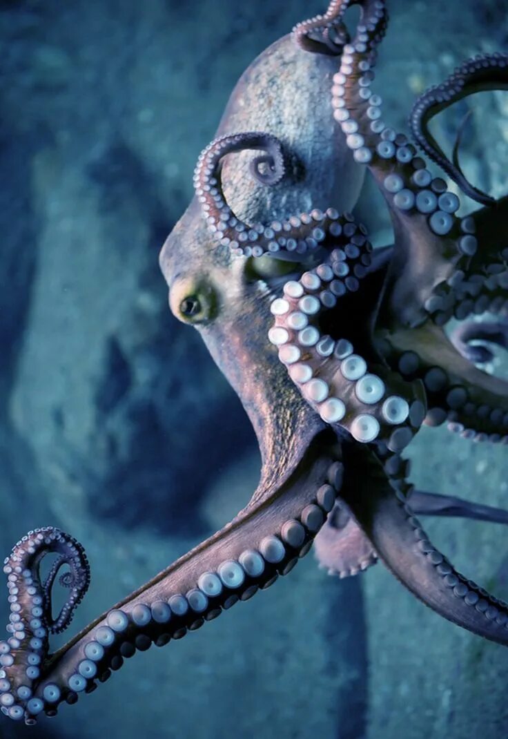 Осьминог octopus vulgaris. Подводные животные. Осьминог джильберта. Длиннощупальцевый осьминог. Октопус что это.