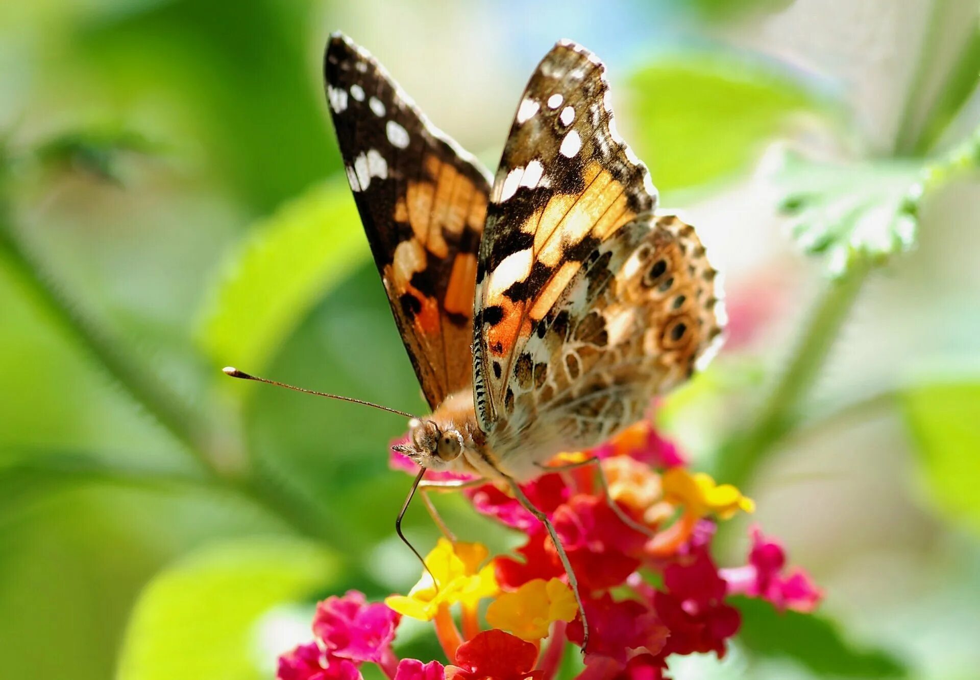 Время пестрых. Яркие бабочки. Красивые бабочки. Пестрая бабочка. Много бабочек.