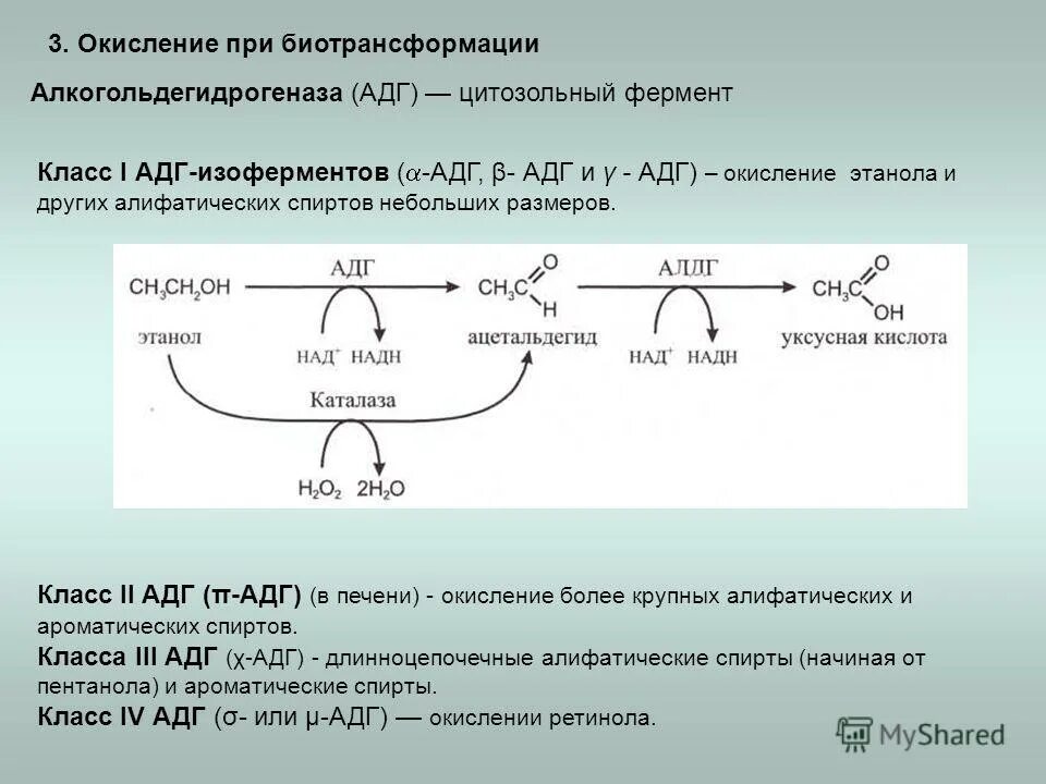 Фермент этанол