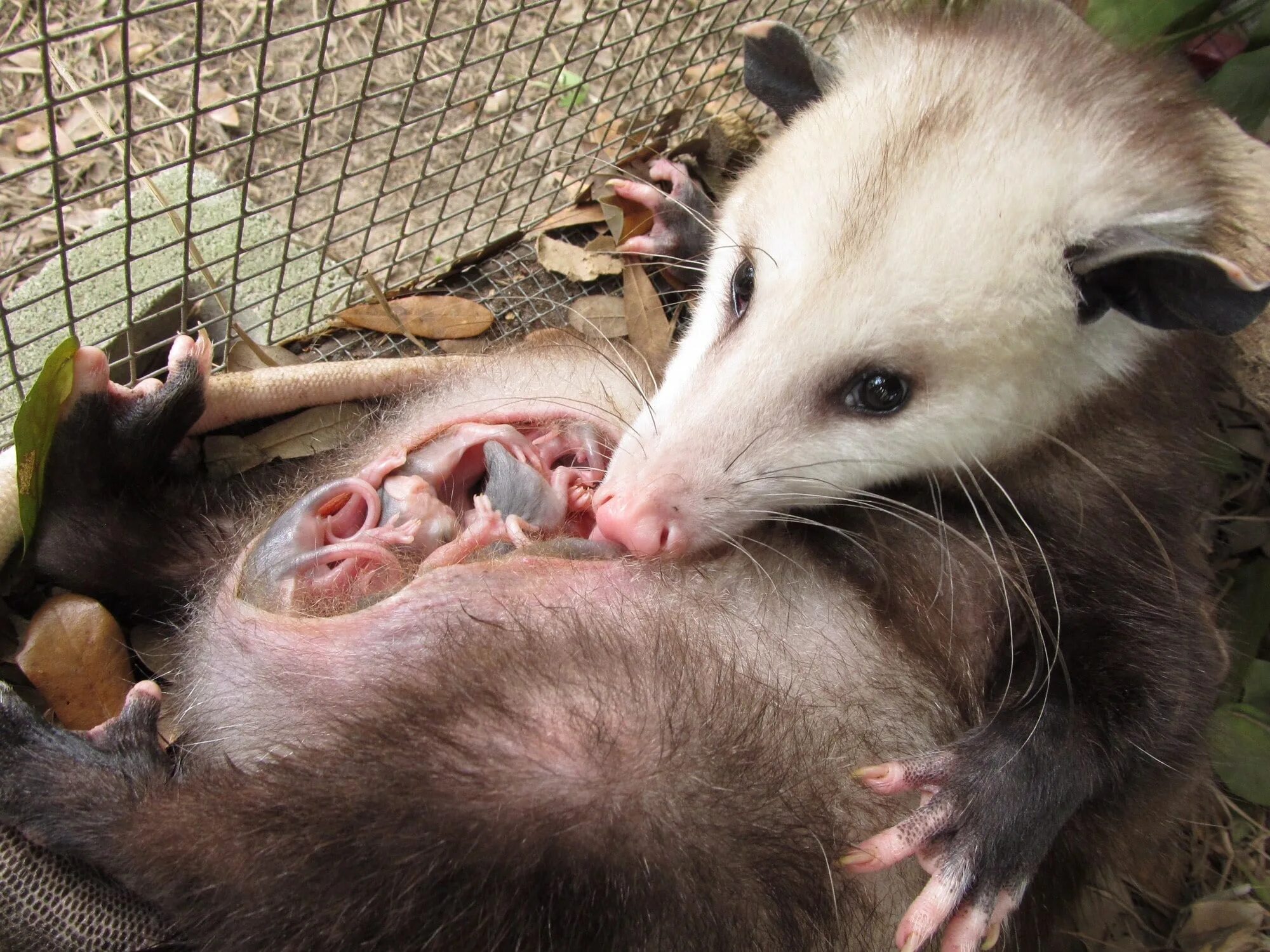by: Tanisha Harmon Opossum, Awesome possum, Cute animals