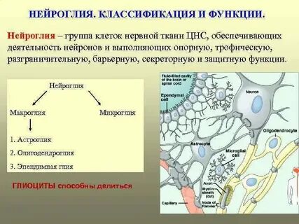 Какая ткань выполняет защитную секреторную функцию