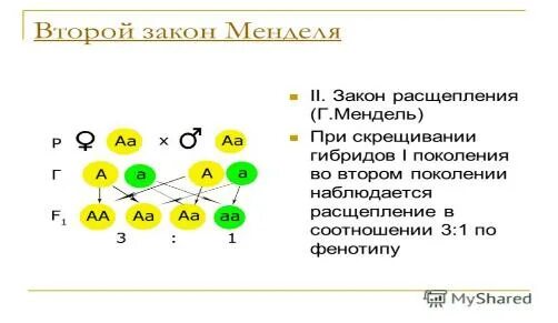 Закон расщепления Менделя схема. Расщепление по фенотипу по 2 закону Менделя. Расщепление признаков во втором законе Менделя. Второй закон расщепления признаков\.