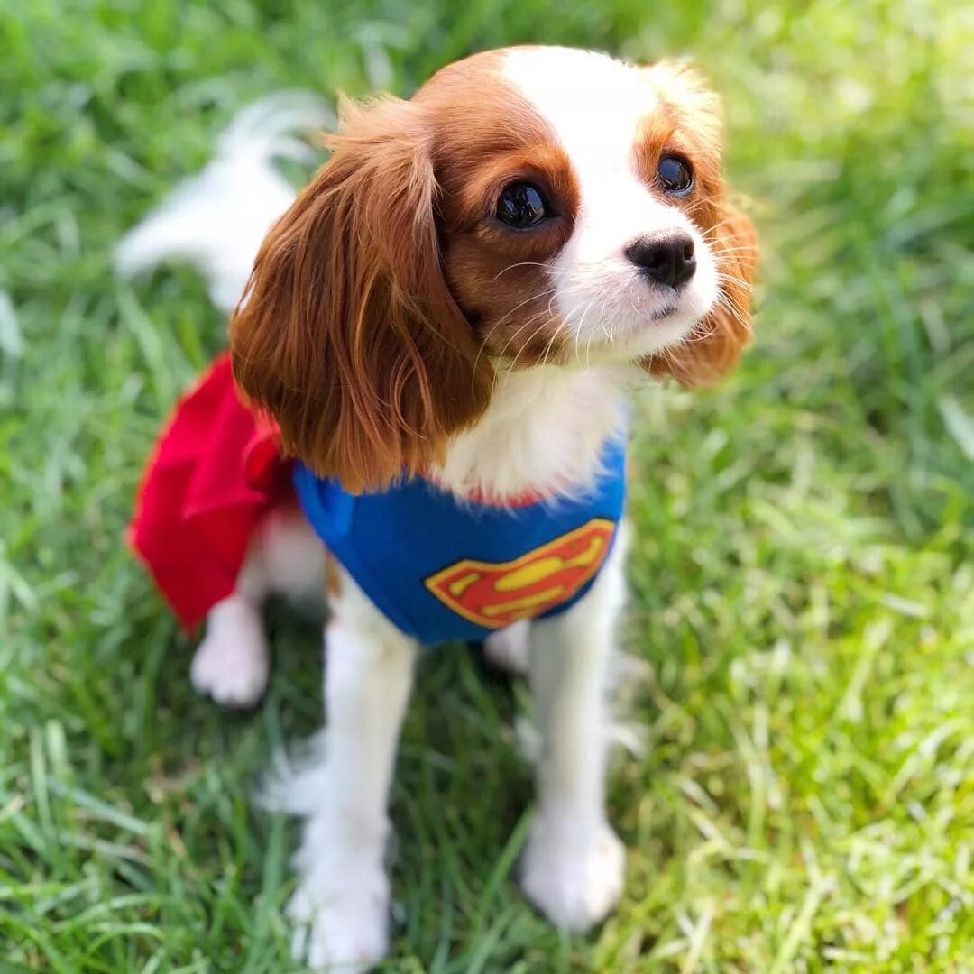 японская порода собак шунсуке. вечная собака. собака с шоколадным носом. чихуахуа длинношерстные фото. фалькор дракон удачи.