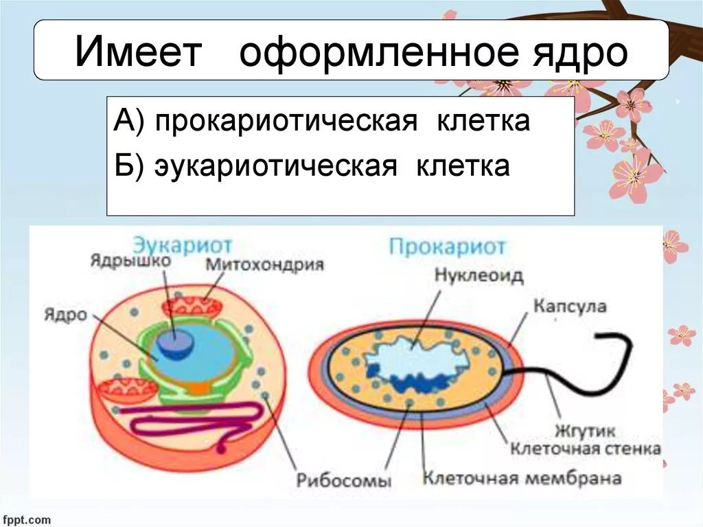 Клетки прокариот не имеют ядра