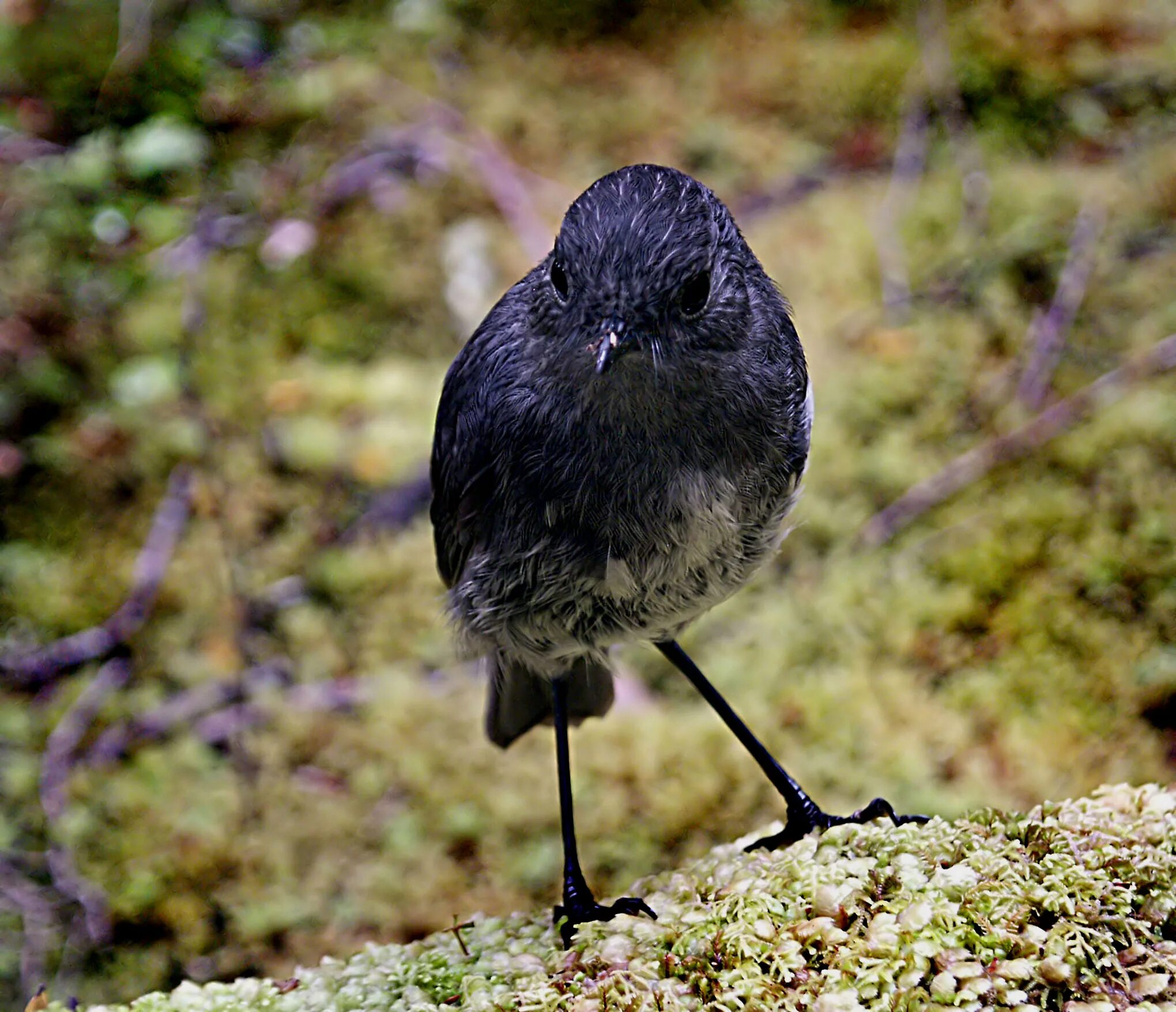 Серебрица птица. Серебрица птица фото. Маленькая черная птичка. Маленькая черная птичка с длинным клювом.