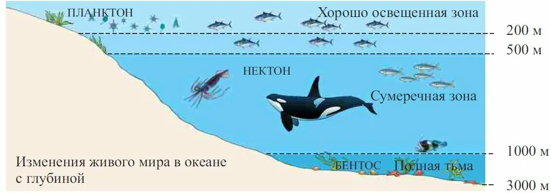 Вес организмов в воде. Что такое планктон Нектон и бентос в океане. Бентос Планкитон Пентон. Распределение жизни в океане. Распространение жизни в океане.