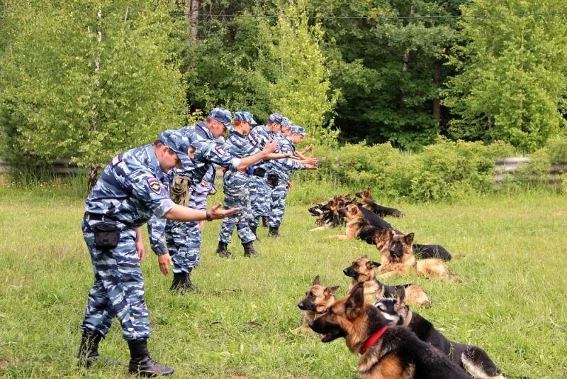 Кинологическая служба россии. Служебные собаки ФСИН. Кинологическая служба МВД России. Кинологический отдел в МВД РФ. Кинологи МВД Измайловский парк.