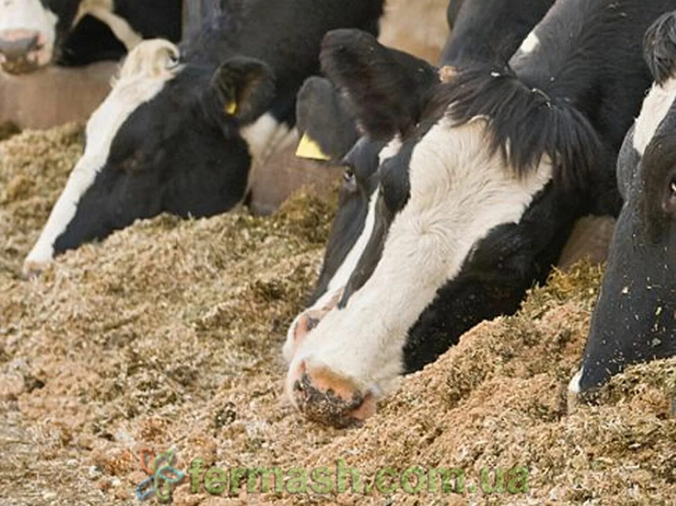 кормление лактирующих коров зимой. кормовая свекла для скотины. можно ли корове давать свеклу. корм для коровы на зиму. корова ест комбикорм.