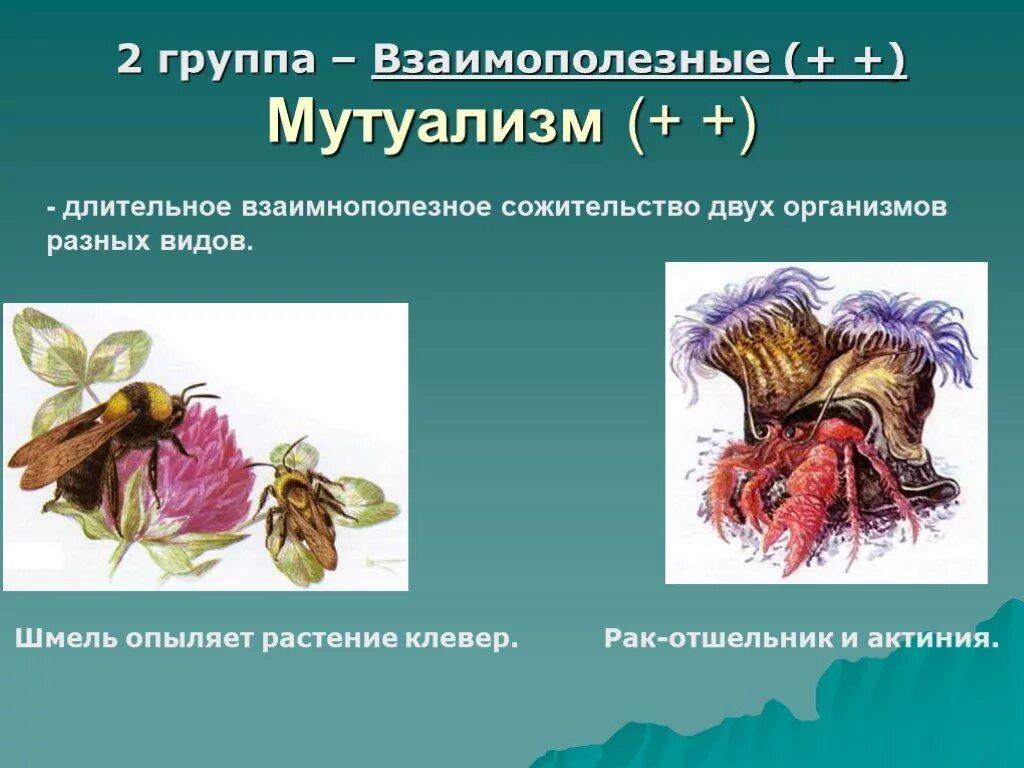 Мутуализм Тип взаимоотношений. Тип взаимодействия мутуализм. Взаимополезные взаимодействия организмов. Взаимополезные связи мутуализм. Взаимовыгодные отношения между паразитами