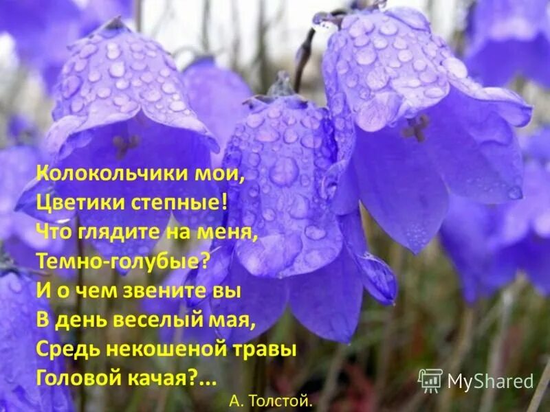 Весенние цветы колокольчики. Стих про колокольчик. Колокольчики цветики степные. Колокольчики Мои цветики степные.