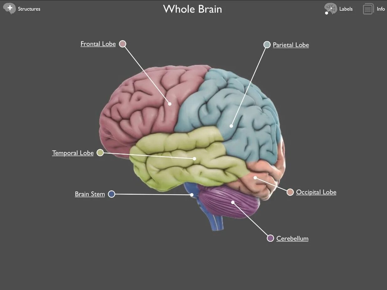 Приложение brain. Пространства мозга. Интерактивный мозг.