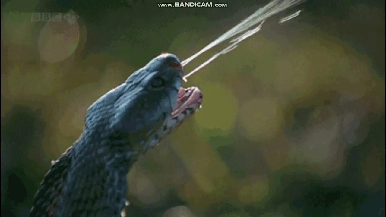 The cobra is a common poison