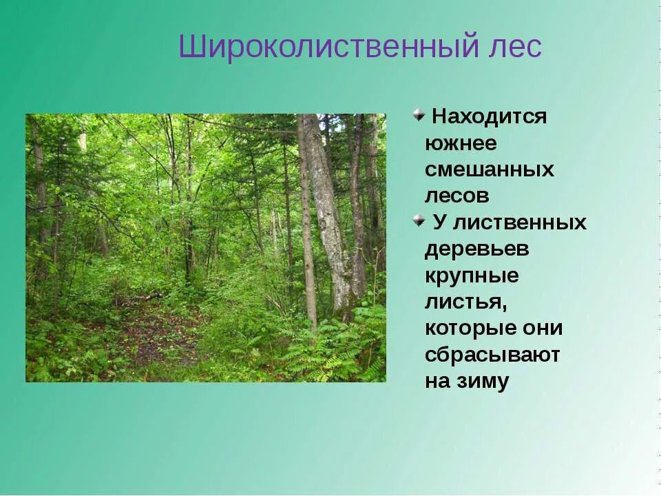 Леса россии презентация 1 класс. Зона широколиственных лесов 4 класс. Зона лесов смешанные широколиственные. Растительный мир Лесной зоны. Древесина смешанных и широколиственных лесов.