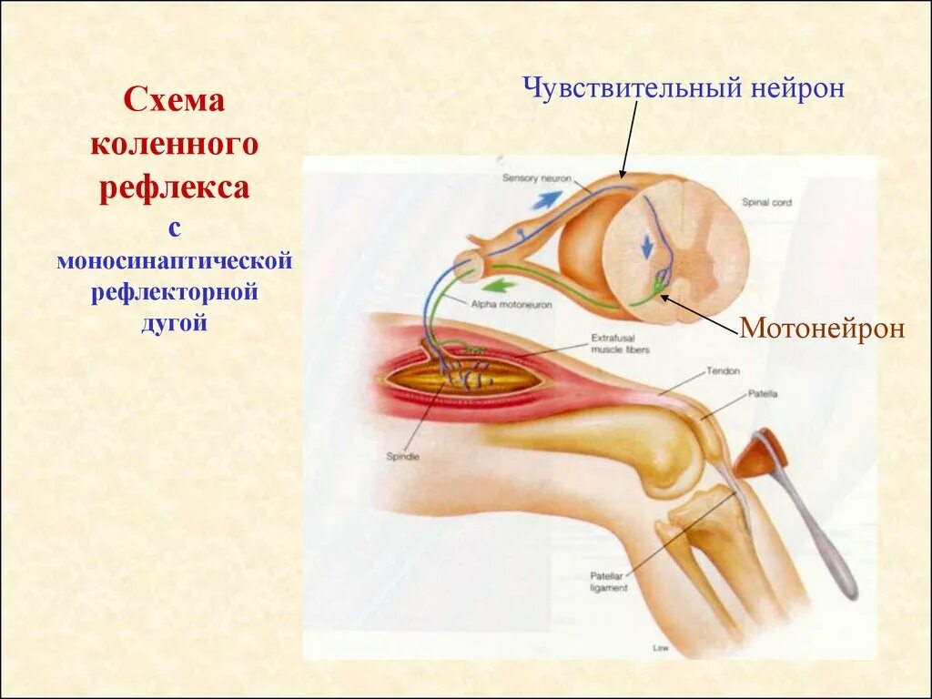 Чувствительный Нейрон коленного рефлекса. Рефлекторная дуга коленного рефлекса. Рис 125 коленный рефлекс. Эффектор коленного рефлекса. Рефлекторной дуги коленного рефлекса человека