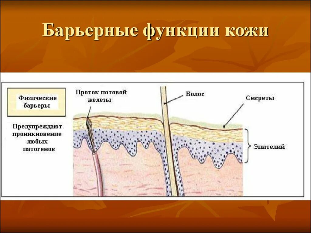 Три функции которые выполняет кожа. Функции кожи. защитный слой кожи человека. защитная функция кожи. защитный барьер кожи.