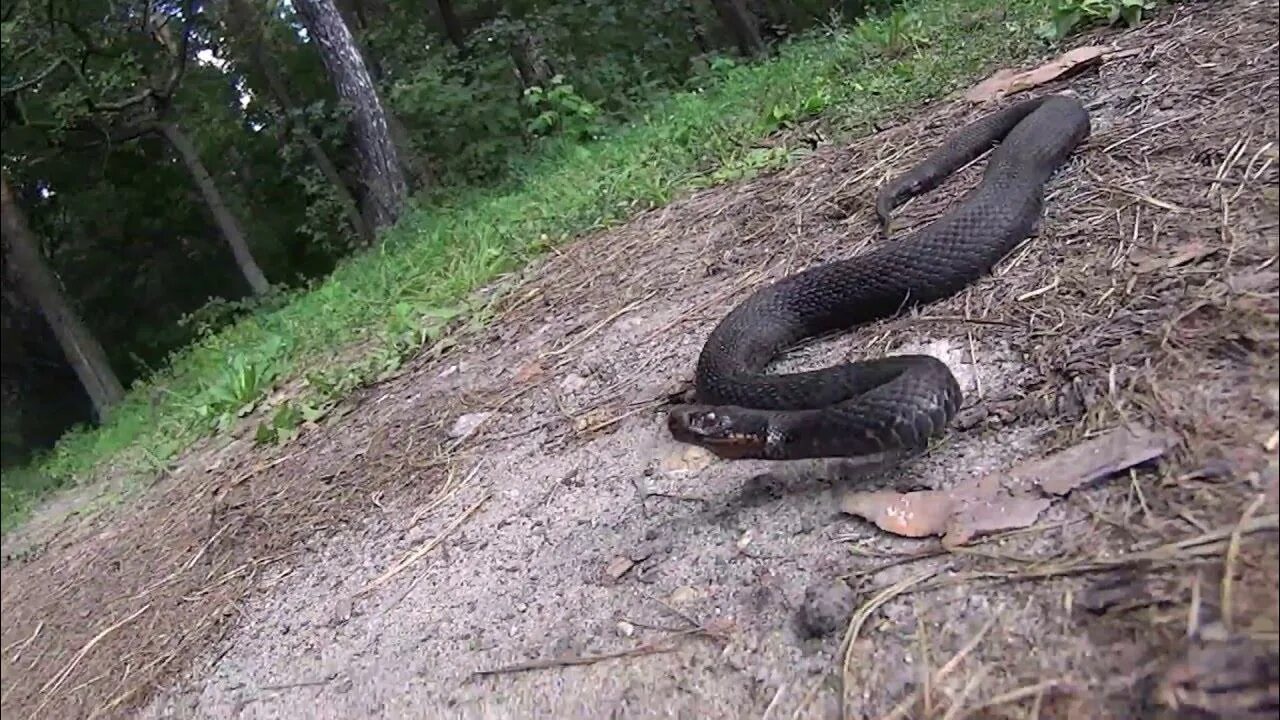 Нападение змей. Гадюка Никольского (Vipera nikolskii). Змея гадюка Никольского.