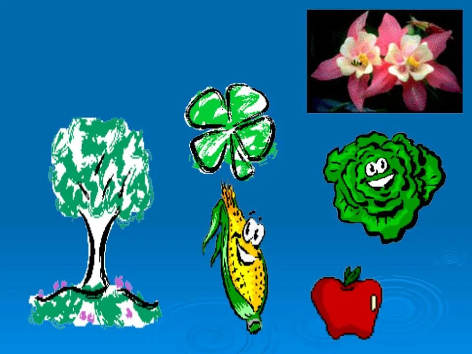 Растения производители. Зеленые растения производители органического вещества. Растения производители 3 класс. Зеленые растения продуценты.