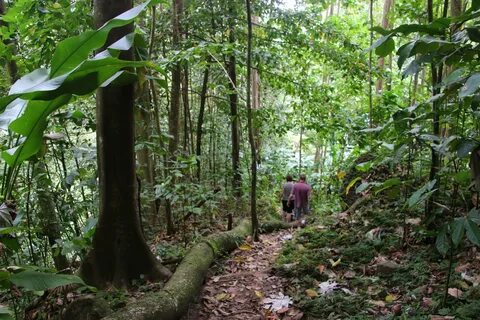 Forest species