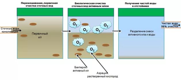 Способствует первичному очищению. Способствует первичному очищению. Вывод солей из организма человека. Фазы воспаления. Стадии очистки.