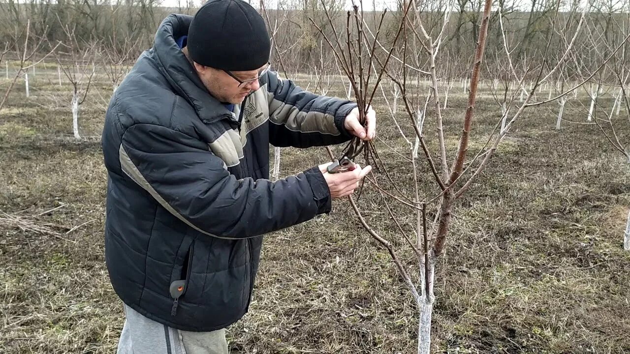 Обрезка черешни когда и как правильно. Весенняя обрезка черешни 2 года. Обрезка плодовых веток черешни. Обрезка черешни весной 4 года. Кронирование черешни.