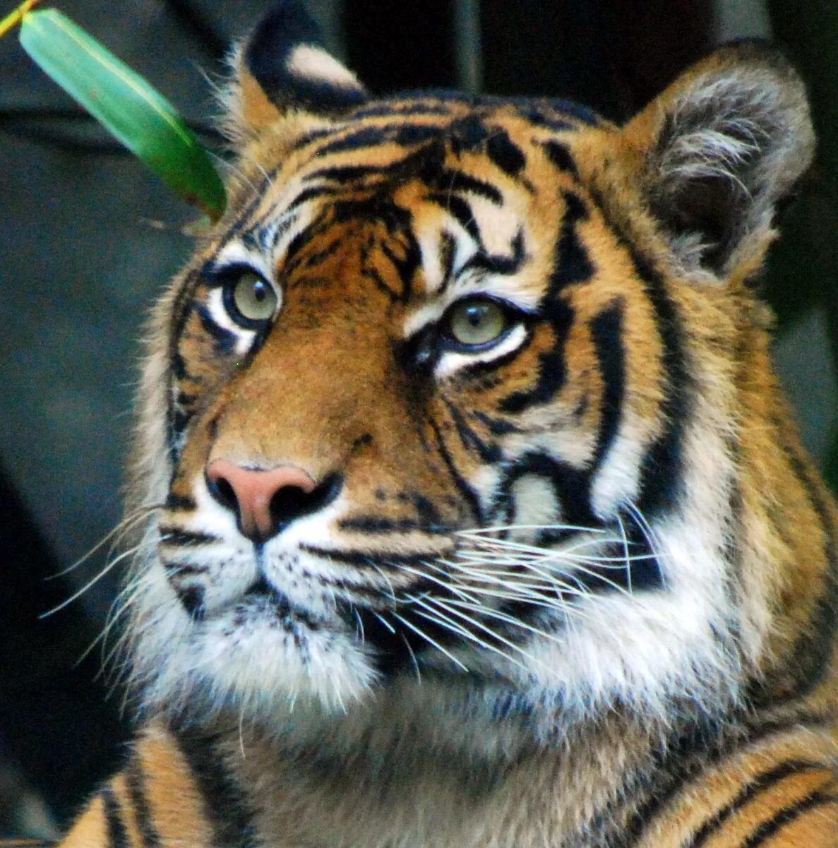 Бенгальский тигр. Тигр морда. Красивый тигр. Тигр мордочка. Тигровый картинка