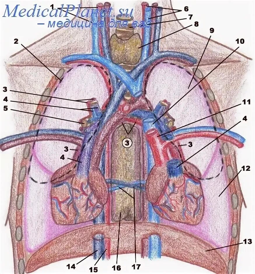 Две верхние полые вены. Легочные артерии анатомия. Ле¬Гоч¬ная ар¬те¬рия.